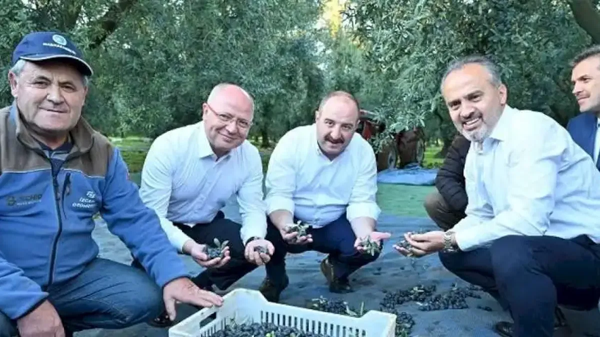 Bursa zeytininde hasat bereketi