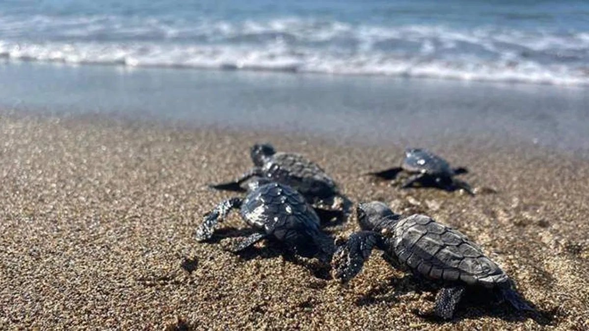 Mersin'de deniz kaplumbağası yavruları suyla buluştu