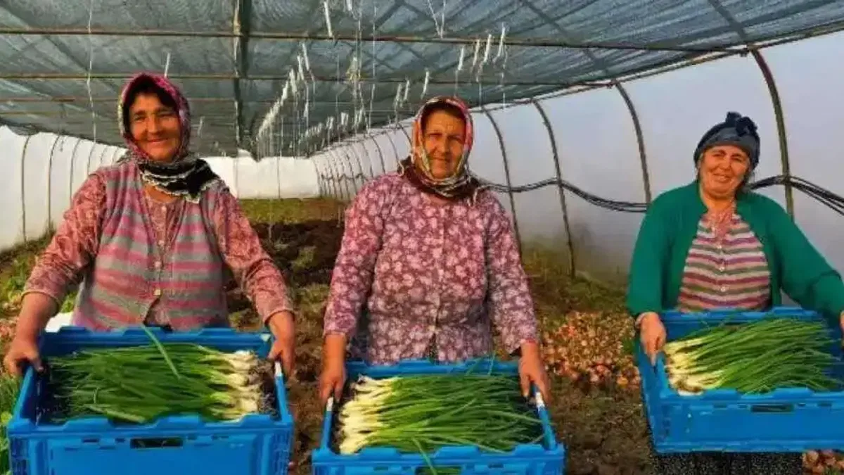 Kocaeli'de yüzde 50 hibeli modern sera desteği