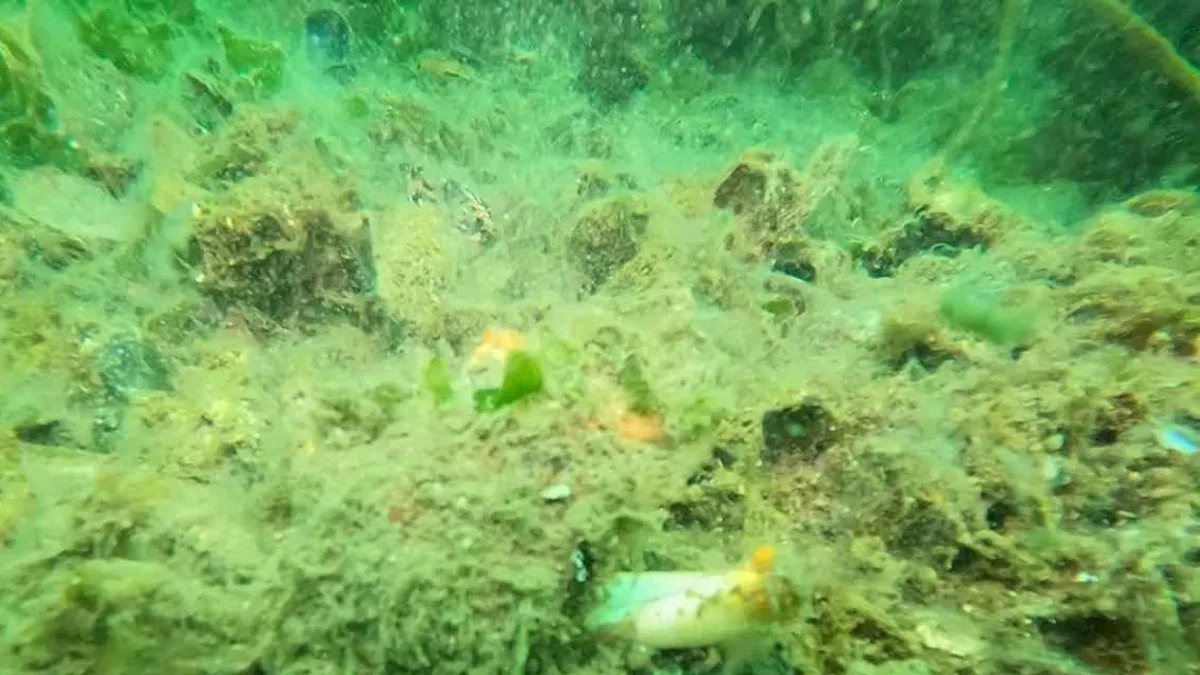 Gemlik Körfezi'nde müsilaj alarmı
