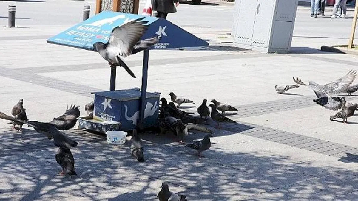 Can dostlara mama ve su desteği