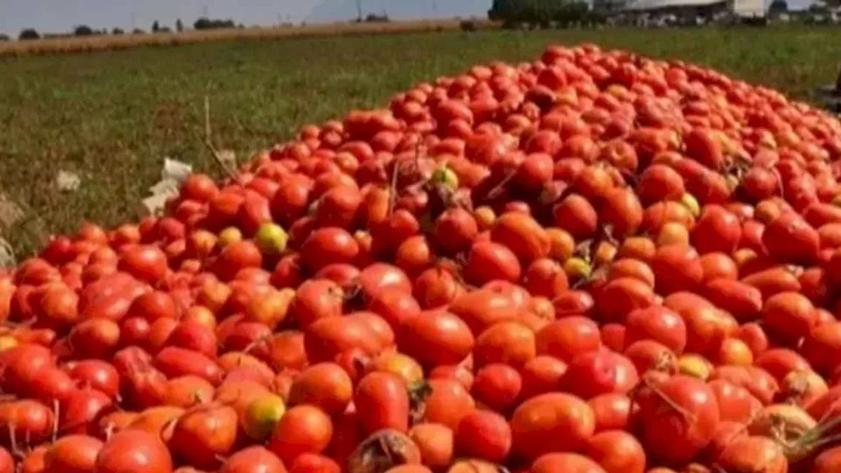 Bursa’da salça sezonu sürüyor