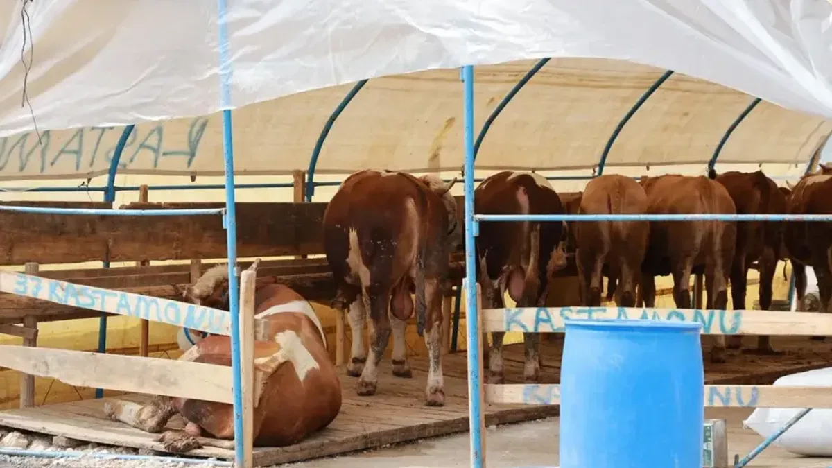 Gebze'de Kurban Pazarı hazırlıkları sürüyor