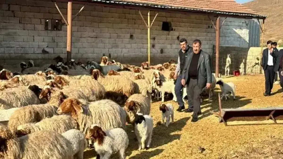 Depremden etkilenen yetiştiricilere 43 bin küçükbaş hayvan