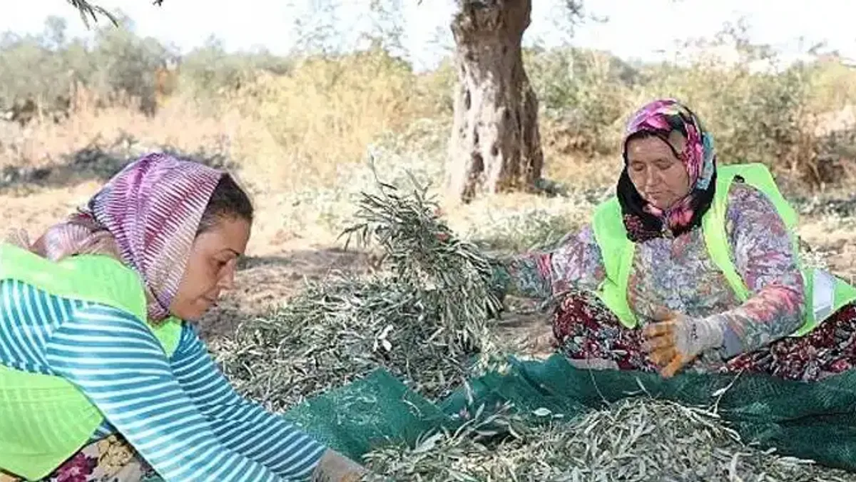 Başkan Arslan: En kaliteli zeytinyağını elde ediyoruz