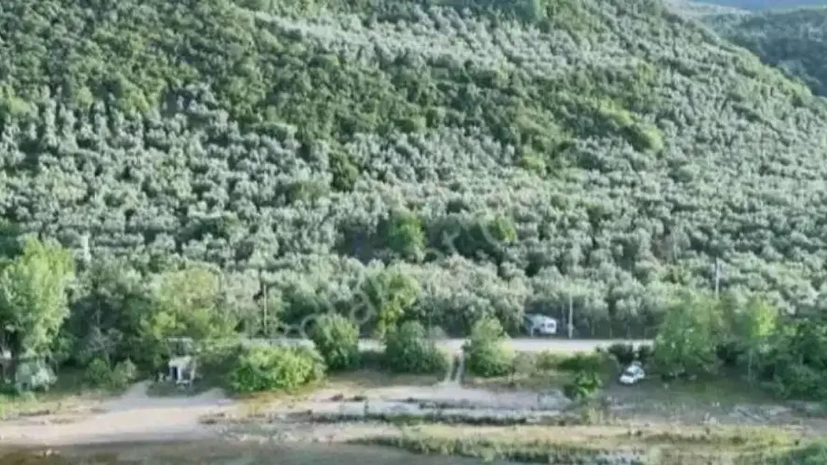 Bursa İznik’in zeytin tarlaları ilçeye renk katıyor