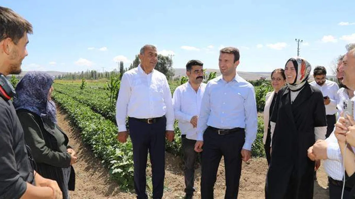 Akkuzulu domatesinde bu yıl 15 bin ton rekolte bekleniyor