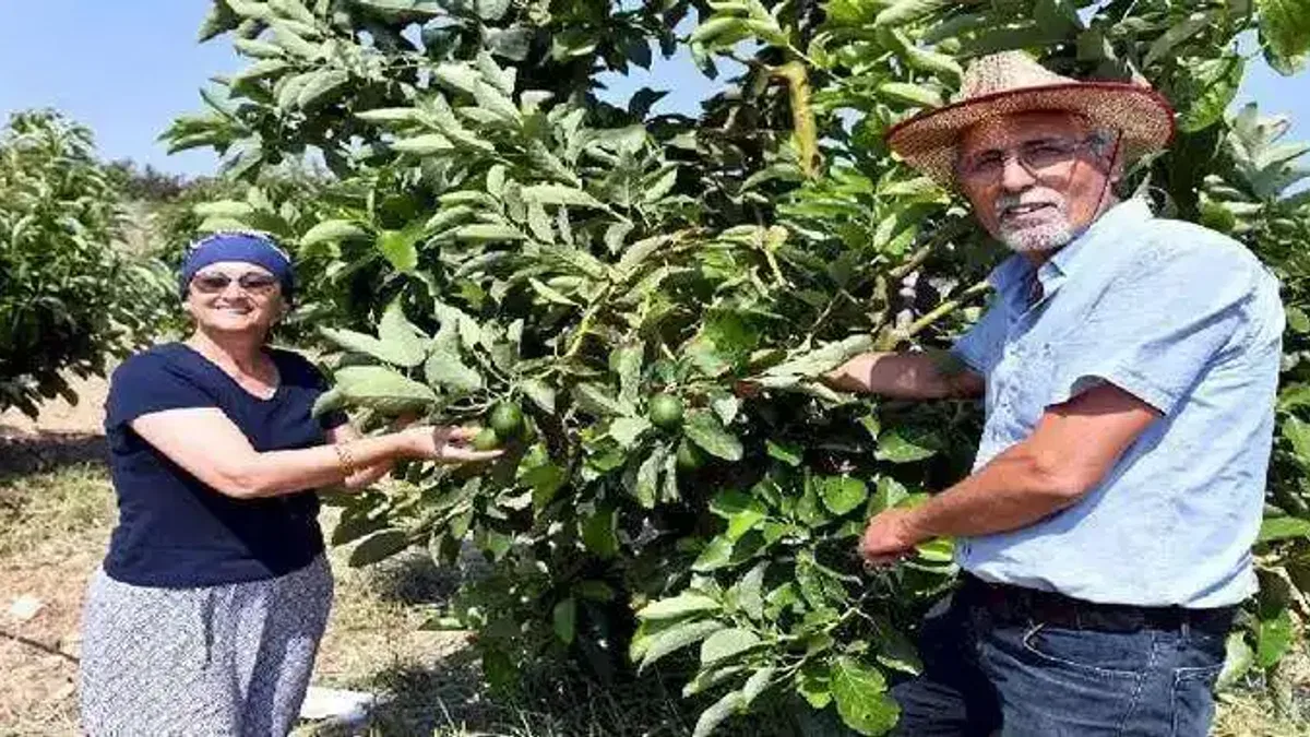 Üreticilere kazançlı avokado desteği