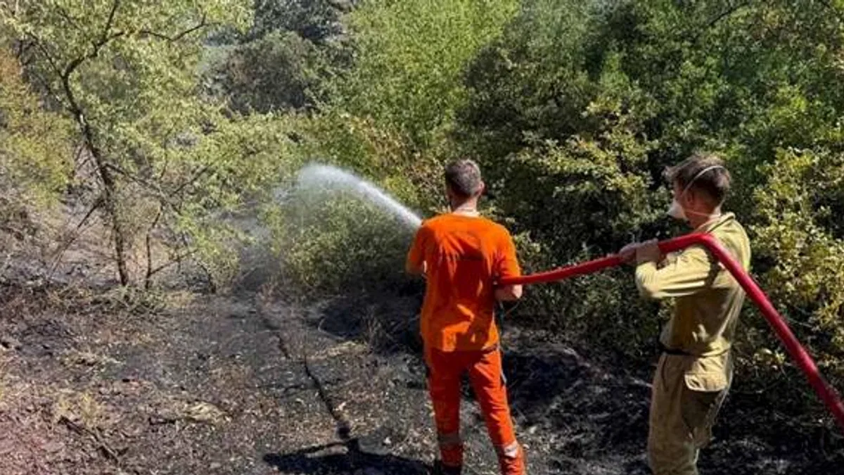 Sakarya Adapazarı'ndaki orman yangını kontrol altında
