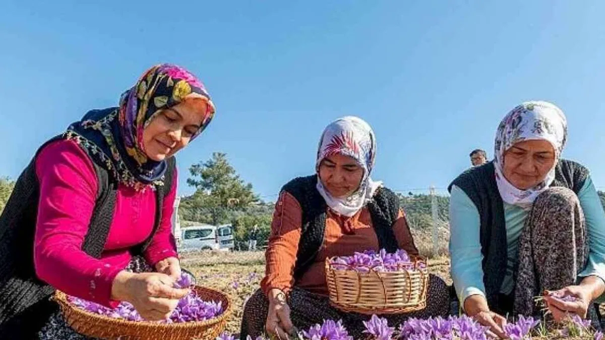 Başkan Özyiğit, "Türkiye'nin en çok safran üreten ilçelerinden biri olabiliriz