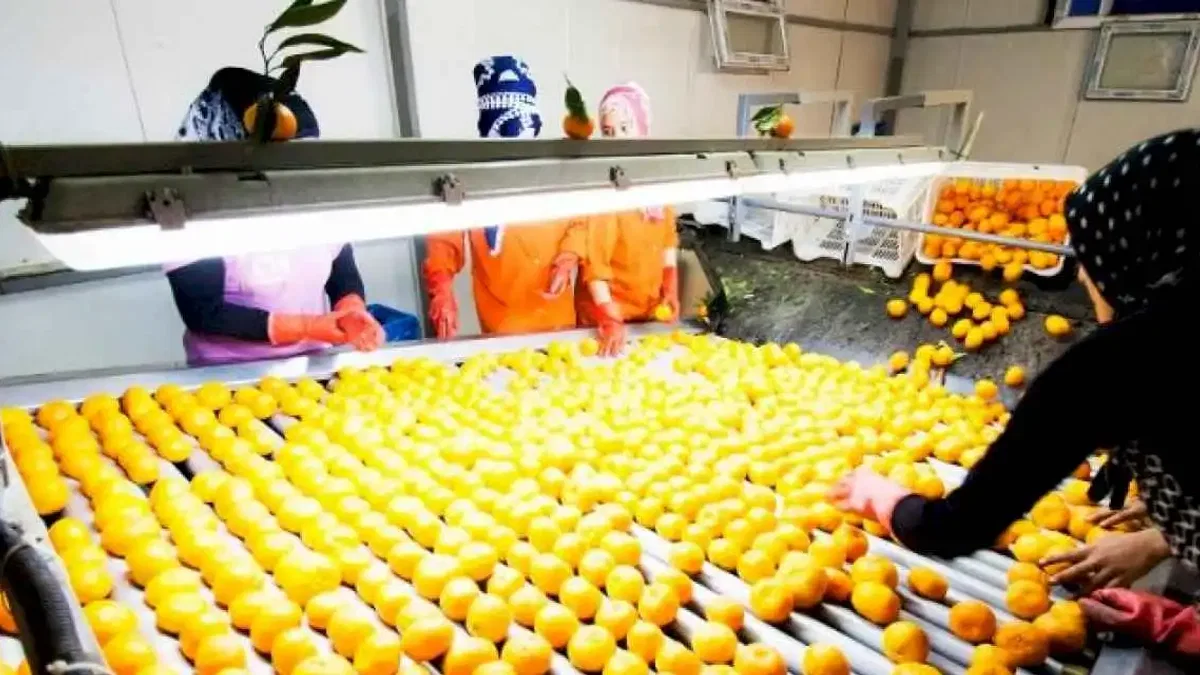 Narenciye ihracatının lideri mandalina