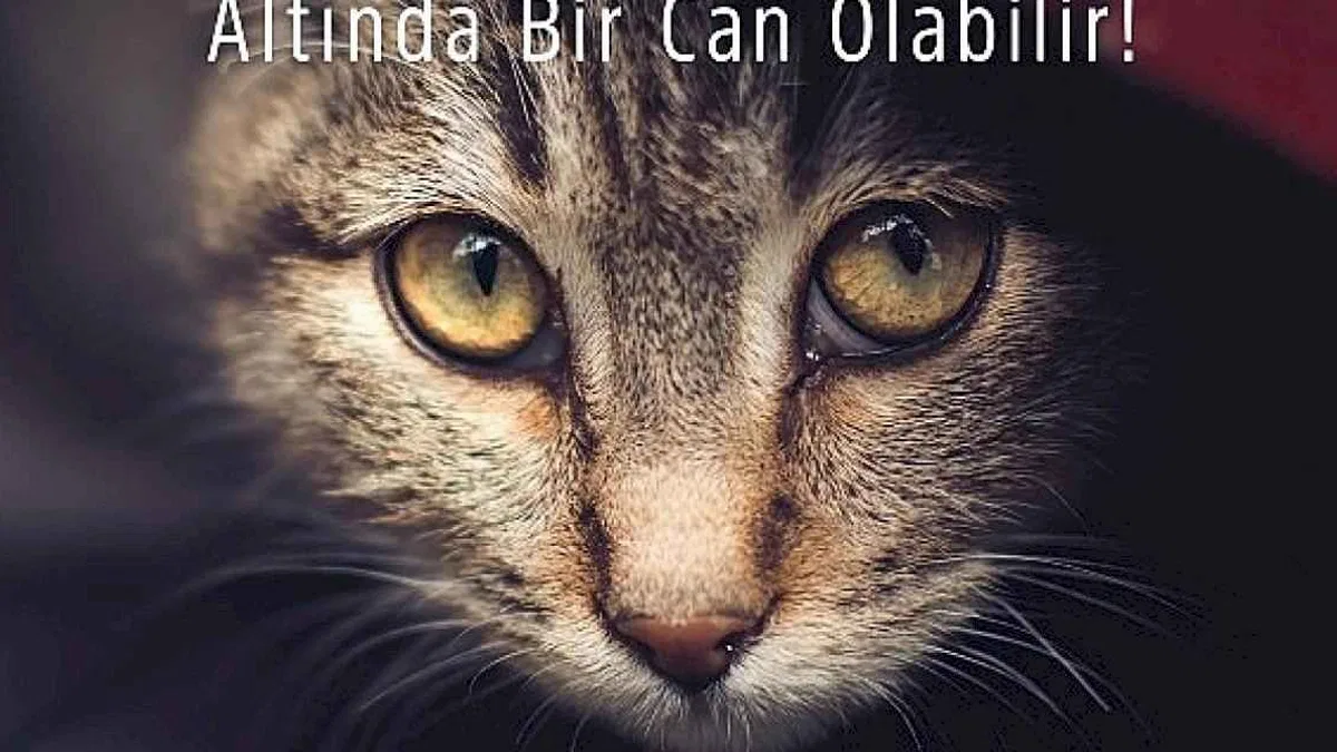 Araca binmeden önce kaputa vur