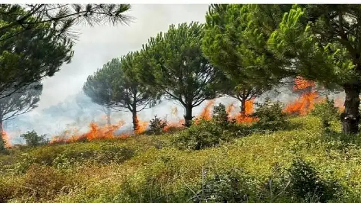 Ağaç sektörünün uykularını yangın kaçırıyor