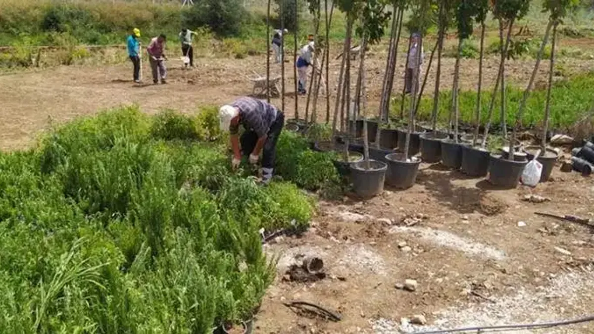 Mamak Belediyesi, Gökçeyurt Mahallesi'ndeki Ekolojik Vadi'yi Yeni Bitkilerle Buluşturuyor