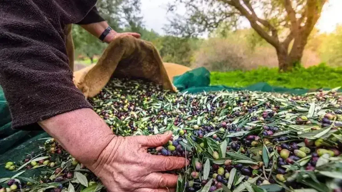 İzmir’de Uluslararası Zeytin Zirvesi... 13 ülkeden uzmanlar buluşuyor