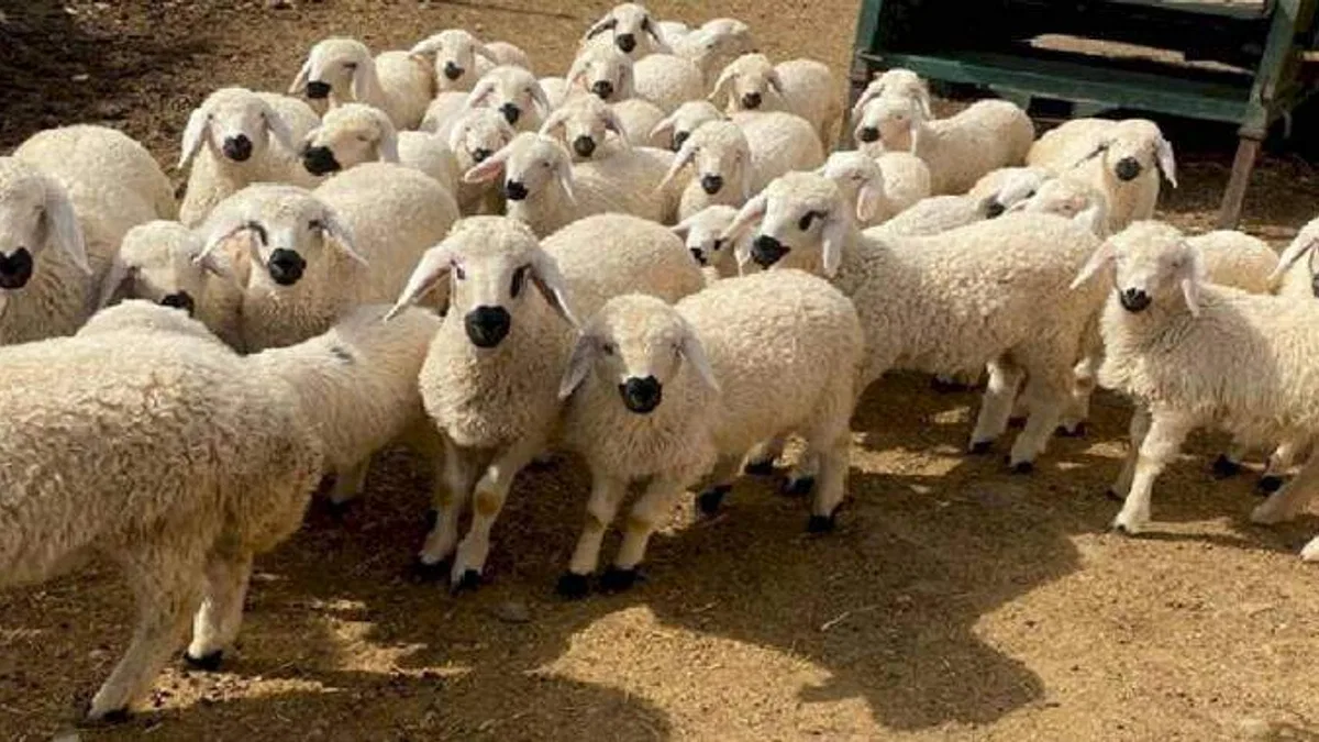 Kayseri'de meralar şenlendi