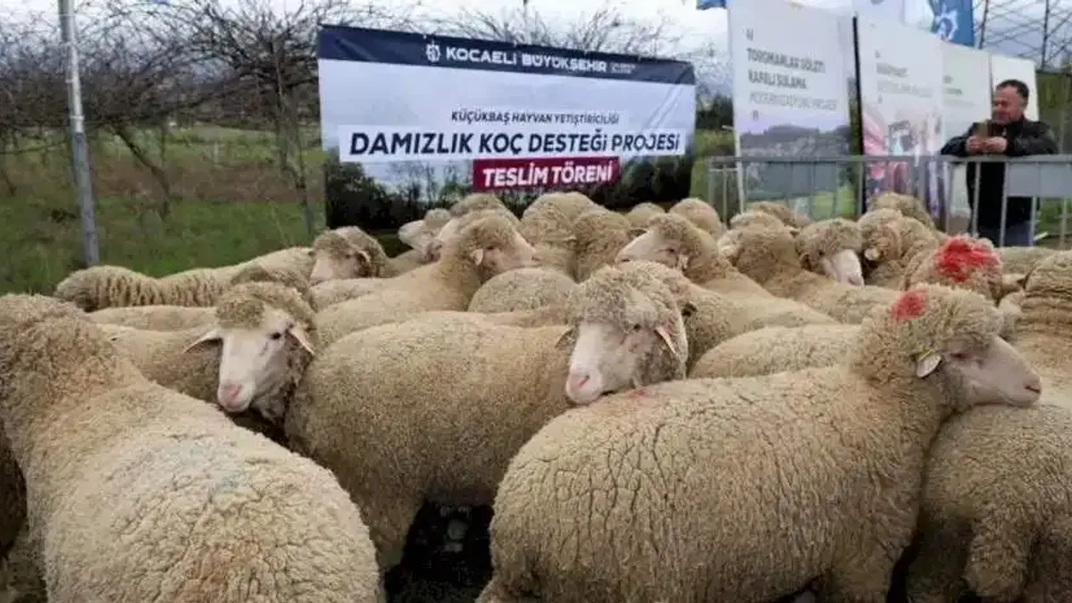 Kocaeli Büyükşehir’den hayvancılığa damızlık koç desteği