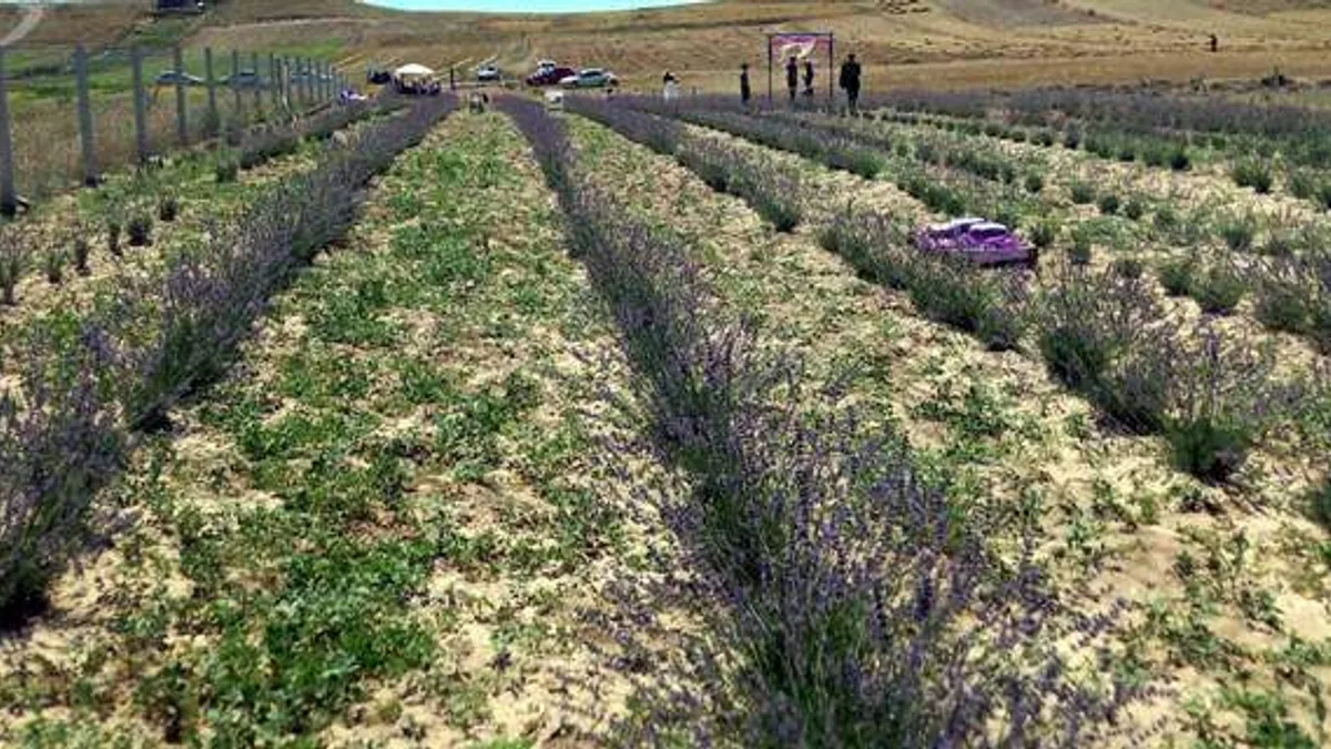 Güdül’de lavanta ekiminin yaygınlaştırılması hedefleniyor