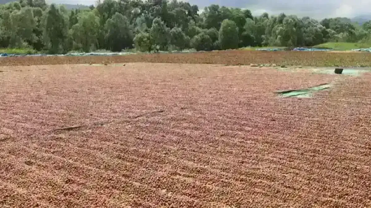 Ordu’da fındık hasadı ve katma değerli üretim