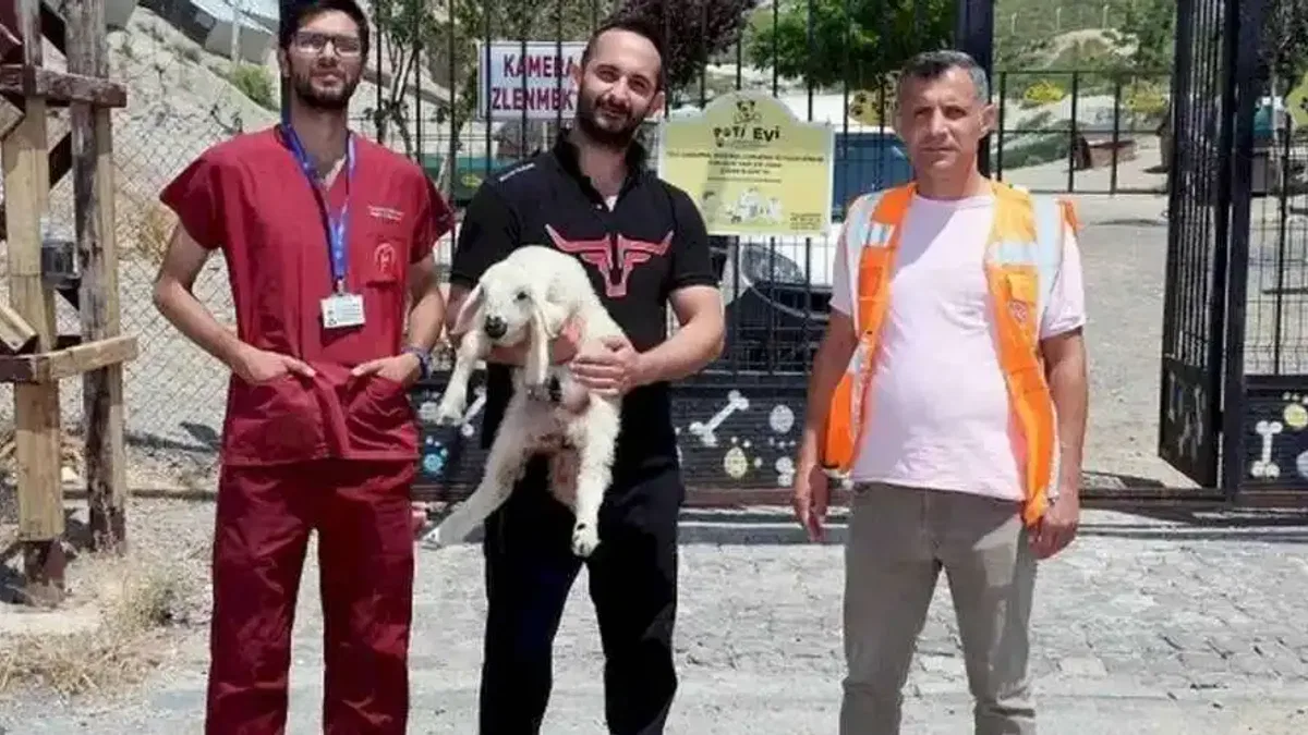 Kayseri Talas'ta kaçak kuzular sahibine döndü