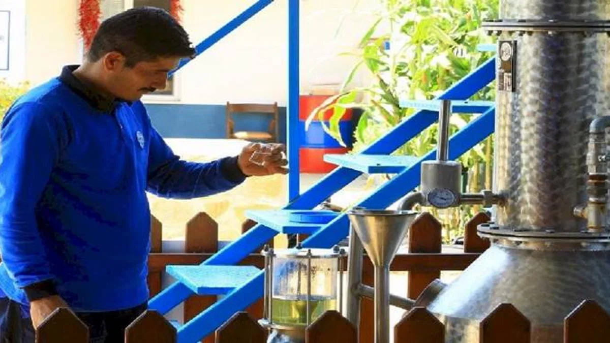 Muğla’nın aromatik bitkileri işleniyor