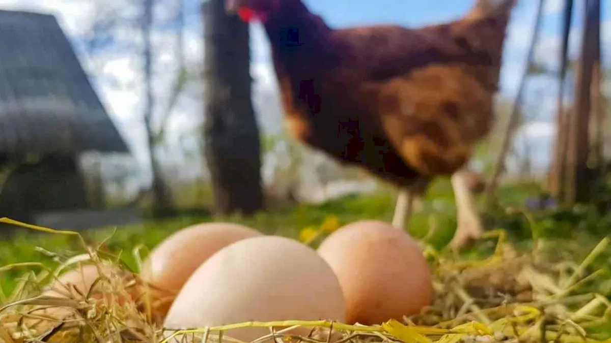 Tavuk eti üretimi 228 bin tonu aştı... Yumurta üretimi yıllık bazda azaldı