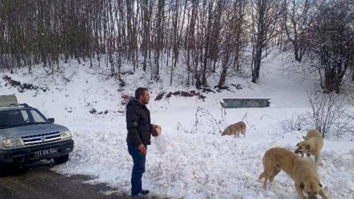 Pazaryeri’nde -10'da can dostlarına belediye şefkati