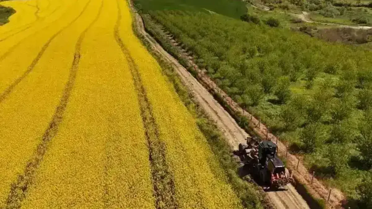 Tarla yolları hasada hazırlanıyor