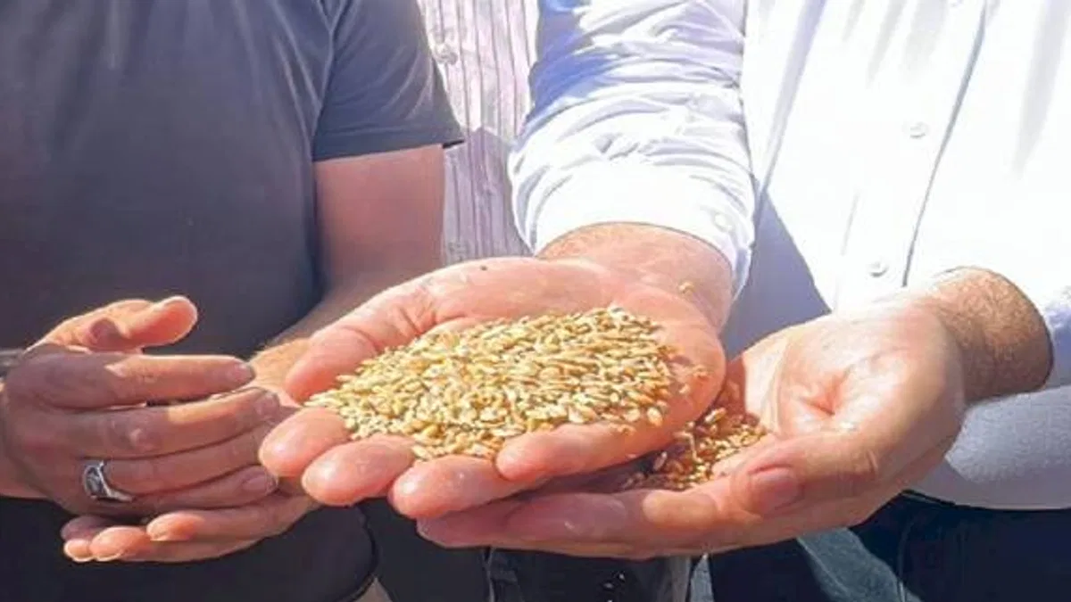 CHP'li Karasu: 1 kilo buğday, 1 bardak çay etmiyor!