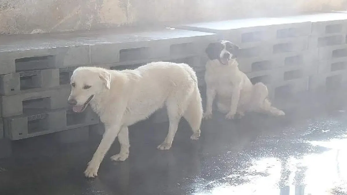 Sokak hayvanlarına serinletme hizmeti