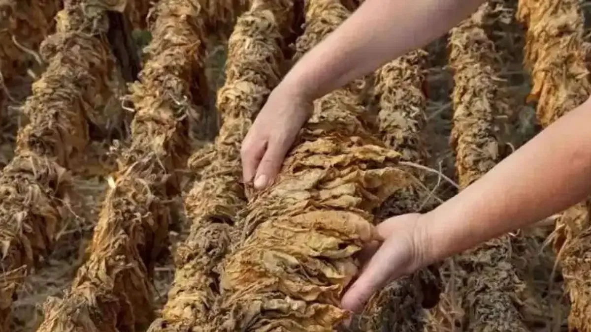 Yaprak tütün ihracatı yüzde 21 arttı