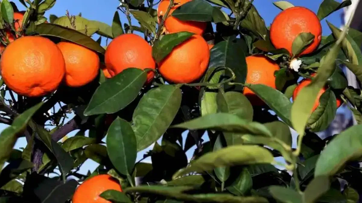 Antalya’dan Kardeş kente turunç ve kamkat fidanı