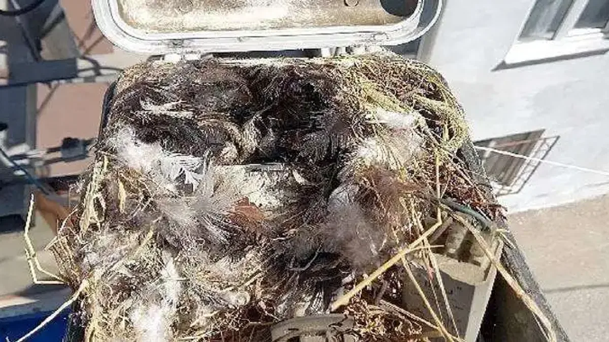 Sokak lambası bakımında sürpriz misafir