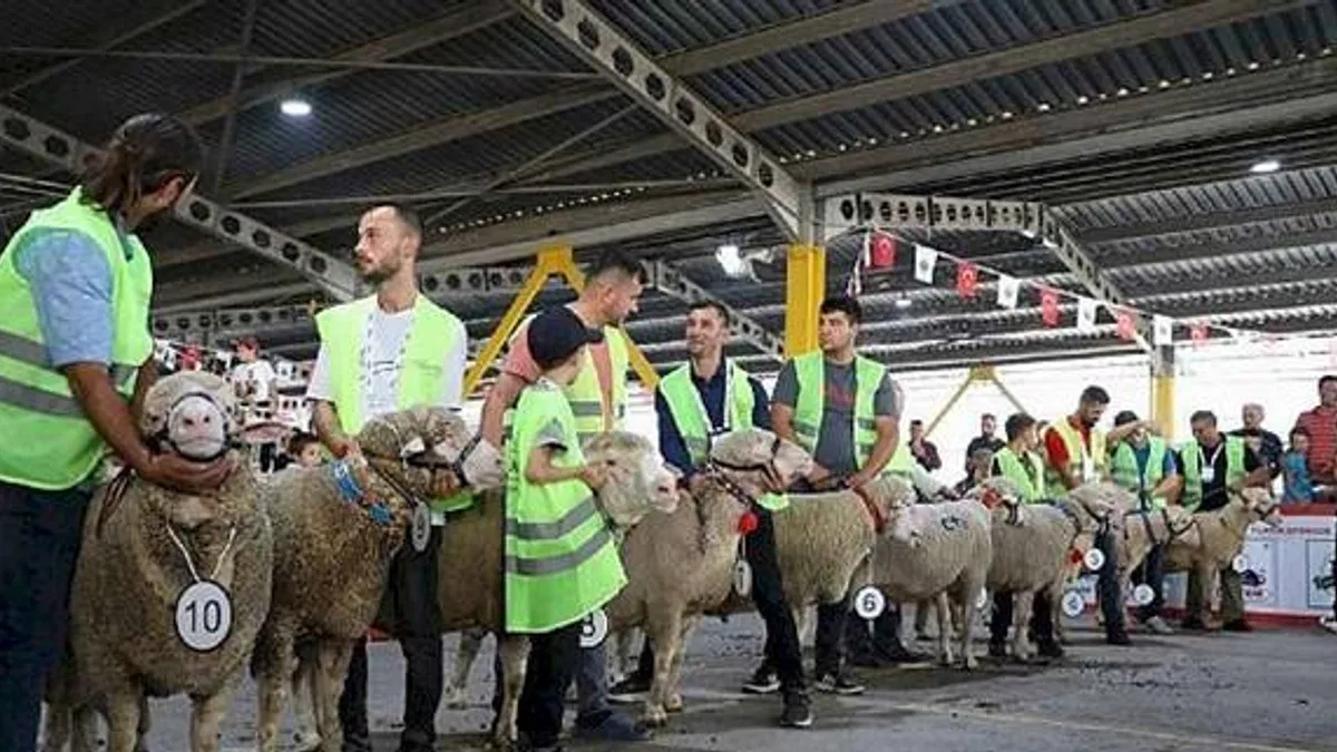 İnegöl'de Koç Ve Tavuklar Kıyasıya Yarıştı