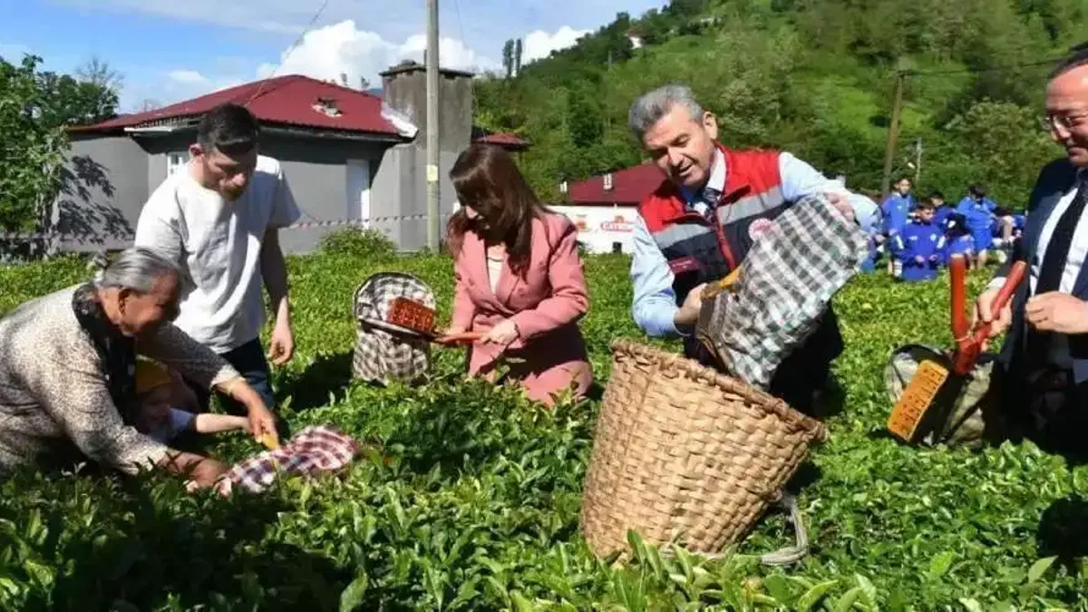 Artvin'de geleneksel çay hasadı başladı