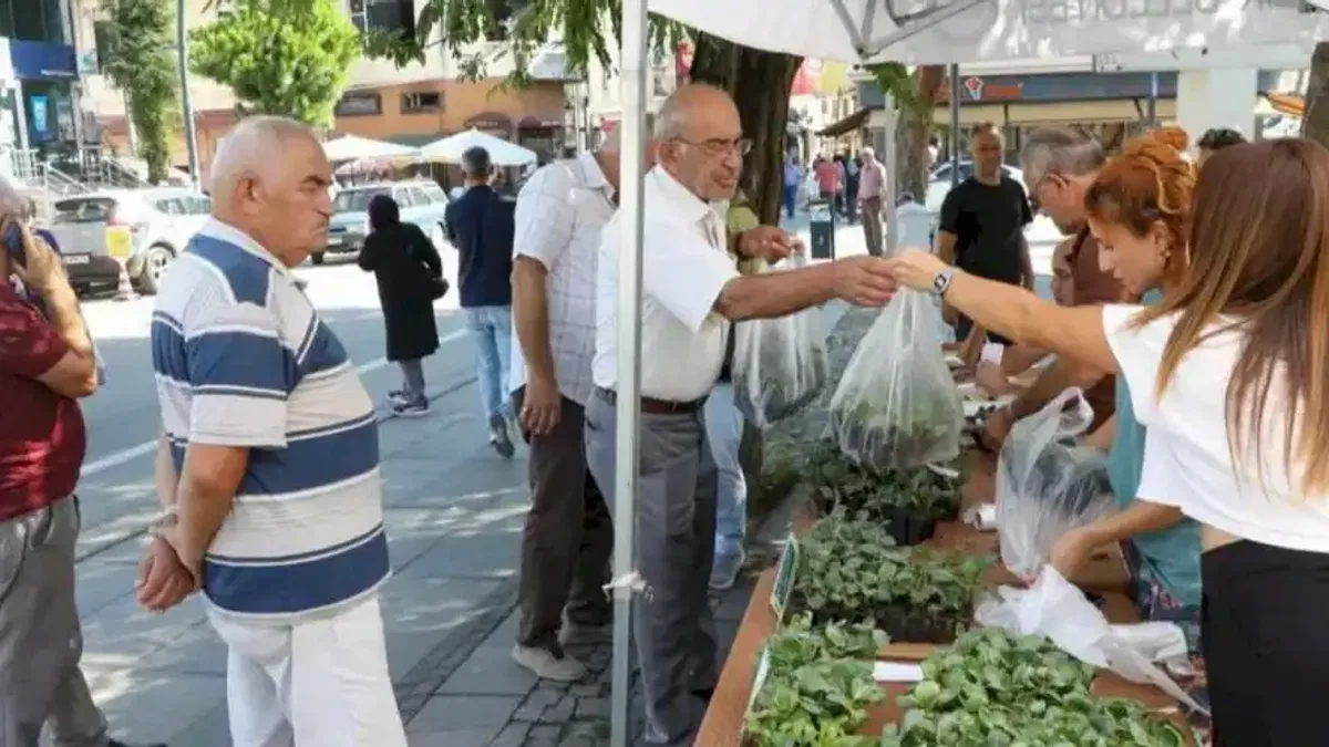 Ordu’da kışlık sebze atağı: 200 bin fide üreticiyle buluşuyor