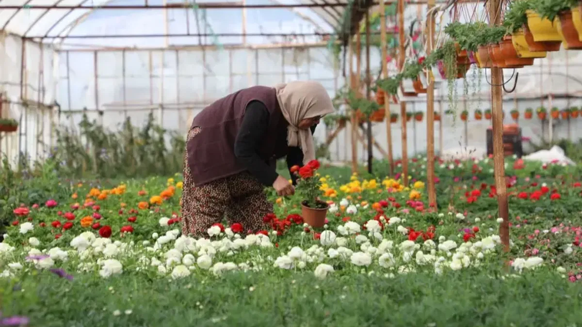 Muğla’da 28 milyon çiçek kadın emeğiyle üretildi