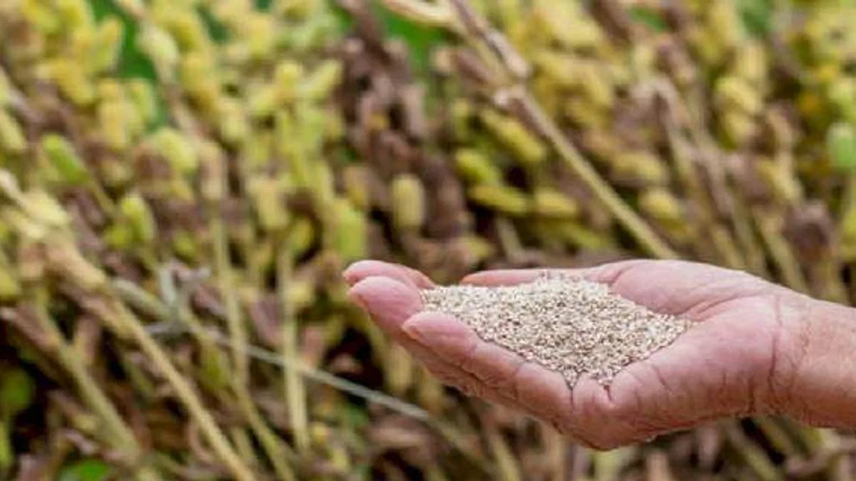 Dalaman susamından üretilen 3 ton tahin yurtdışına satıldı