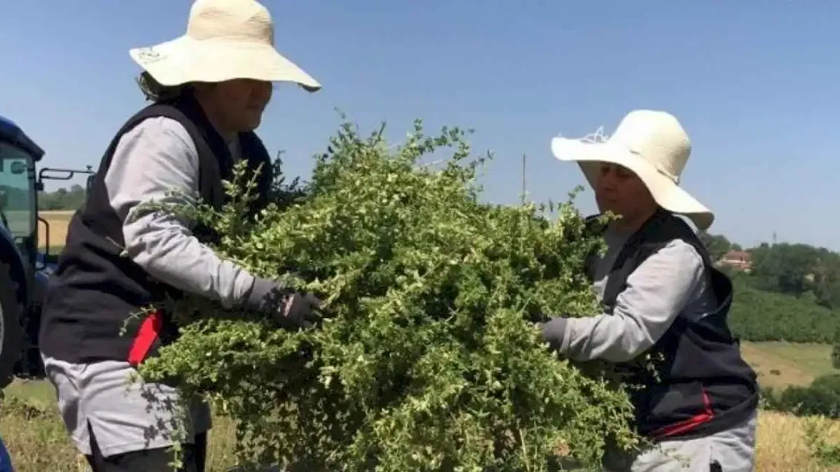 Kocaeli’de yerli ve milli makineyle kekik hasadı