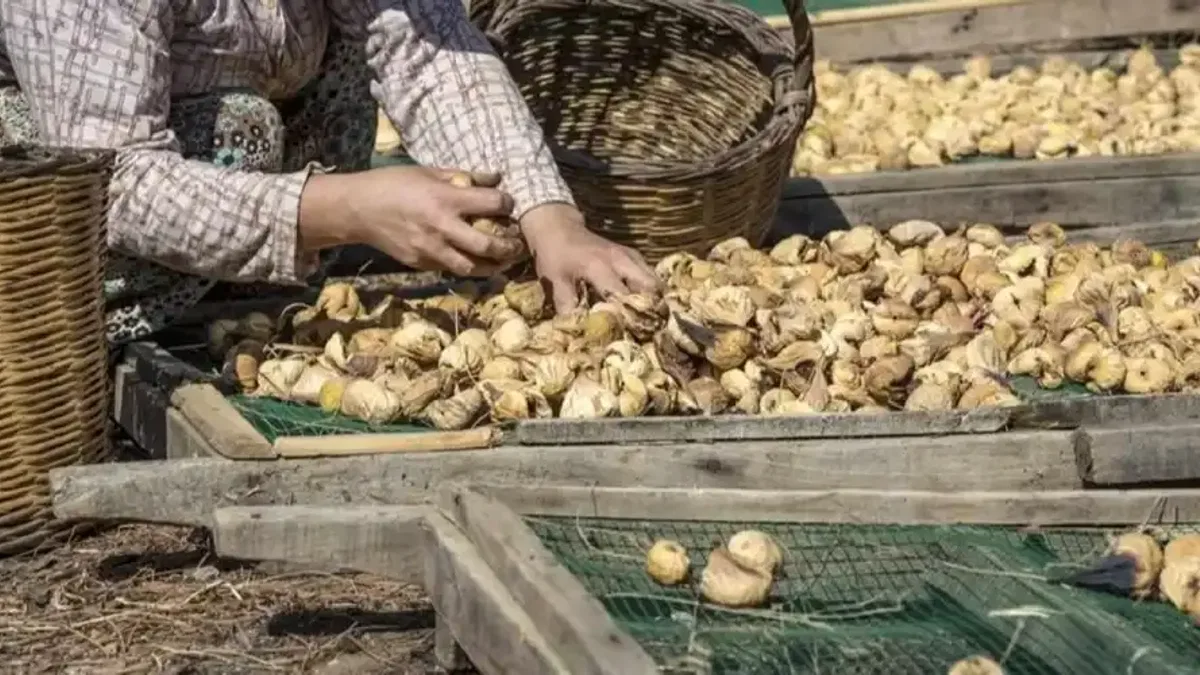 Kuru incirde Aydın'da büyük buluşma