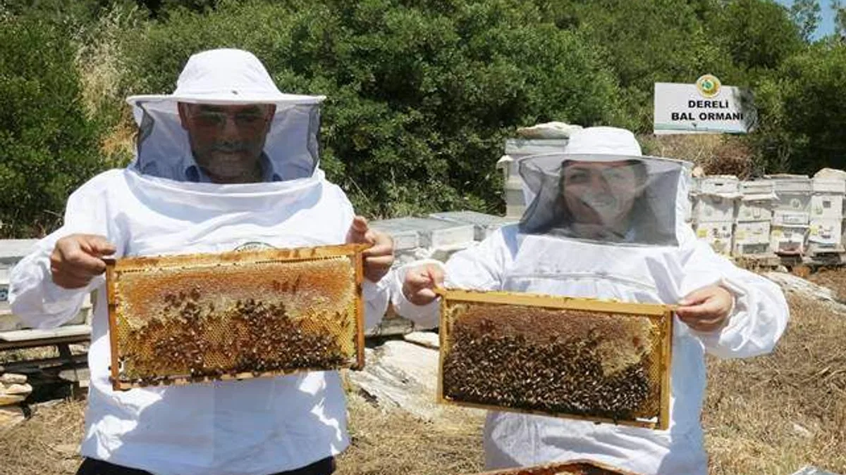 Bal ormanlarından ekonomiye 300 milyon TL katkı