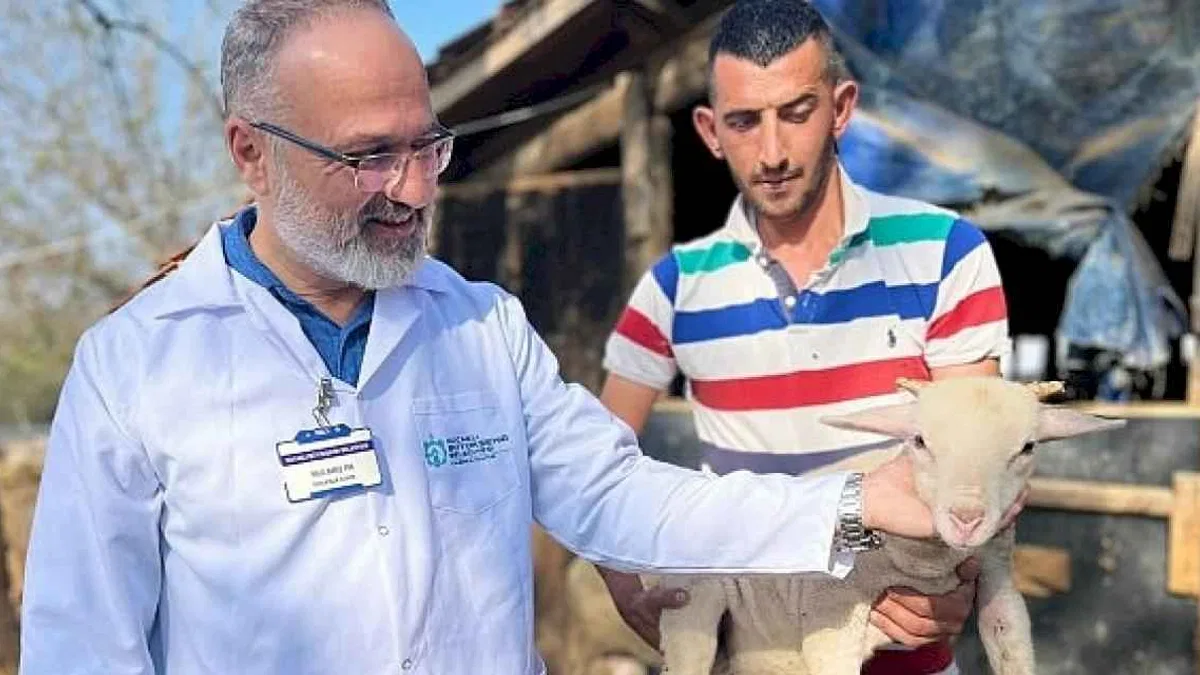 Büyükşehir'in koç desteğiyle 5.400 kuzu doğdu