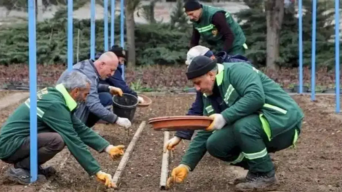DBB kendi gülünü üretiyor, bu yıl hedef 25 bin fidan