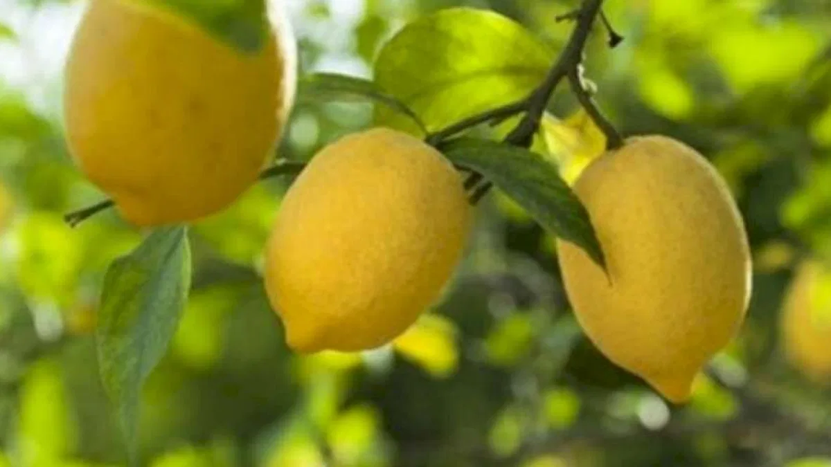 Düşük limon fiyatları üreticileri mağdur etti