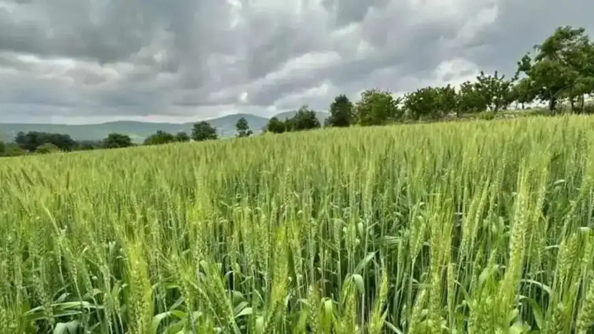 Manisa'dan hayvan üreticilerine yem bitkisi tohumu desteği