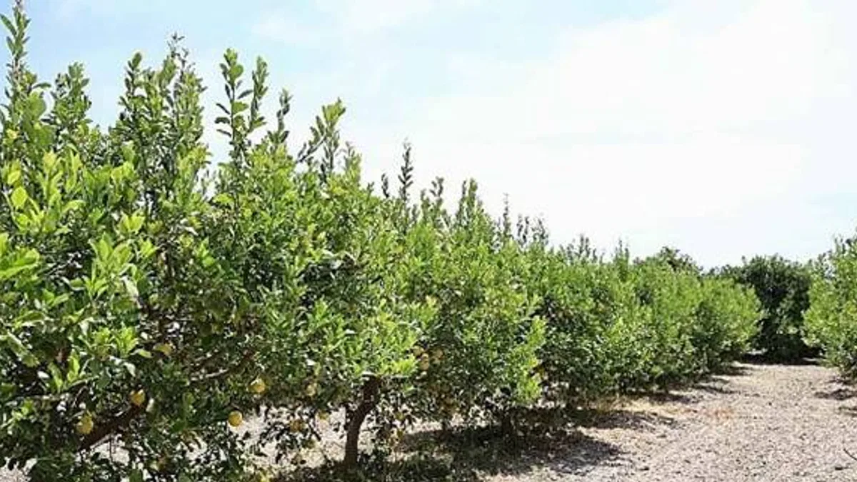 Organik atıklar toprak iyileştirici ürüne dönüştürüldü