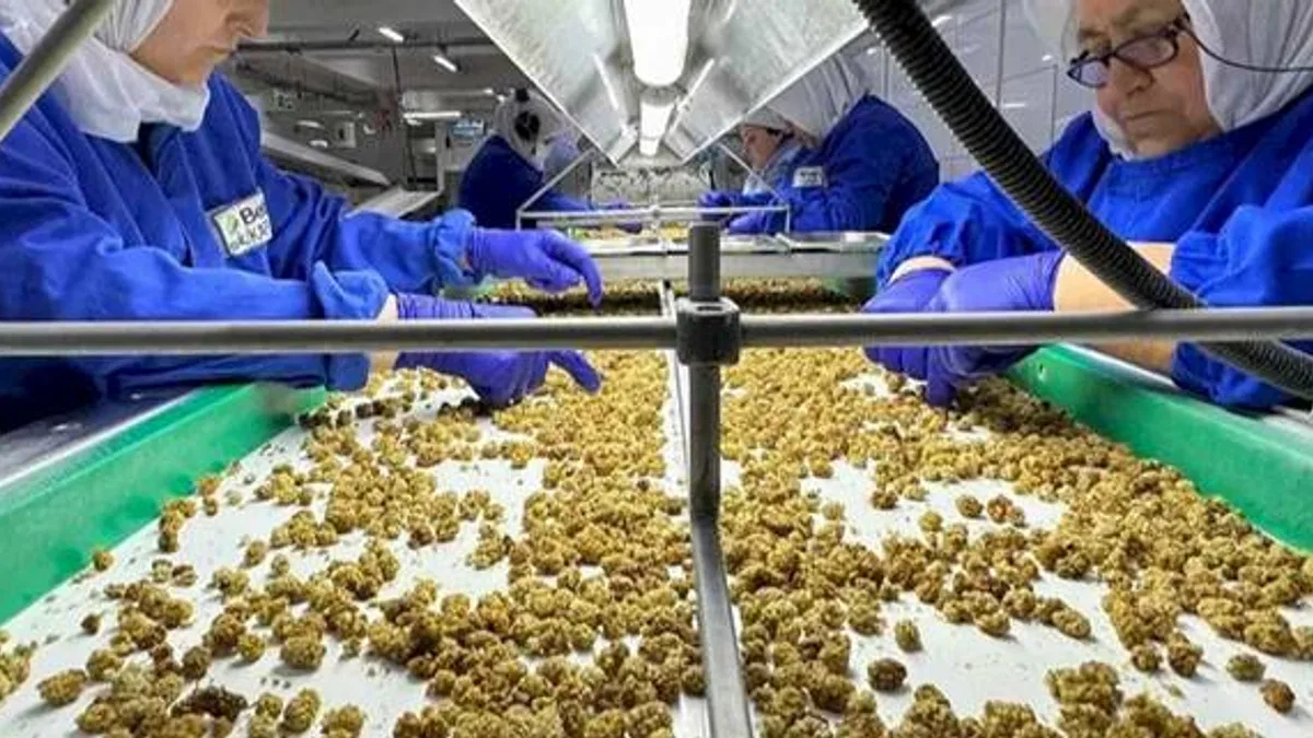 Çin’de organik sektörü 15 milyar dolarlık hacme ulaştı