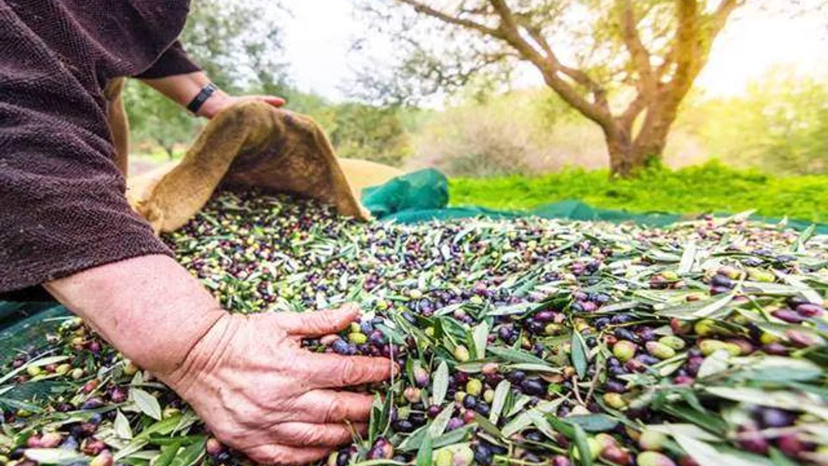 Zeytinde yeni ihracat hedefi 100 bin ton