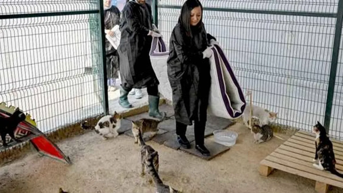 Büyükşehir ve gönüllüler patili dostlar için iş birliği yapıyor