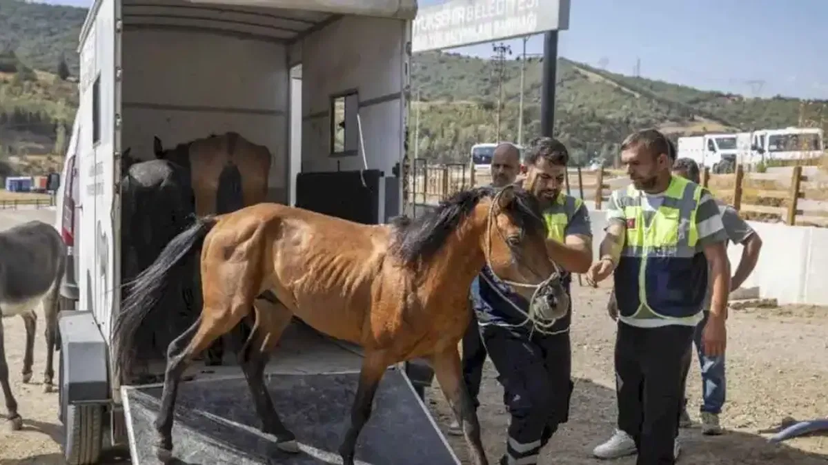 İzmir Buca'da aç ve susuz bırakılan atlar artık güvende